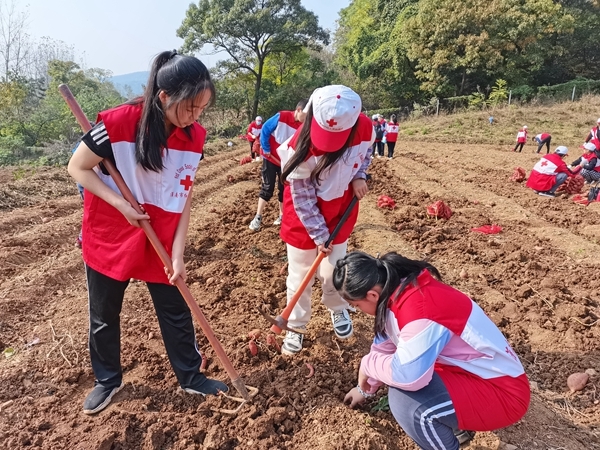 爱心蜜薯比蜜甜19
