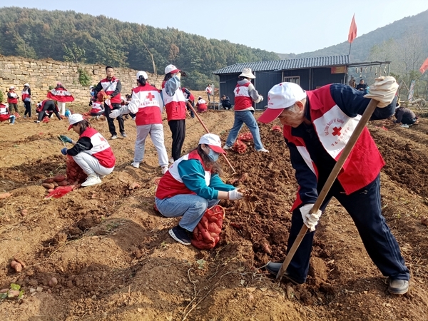 爱心蜜薯比蜜甜21