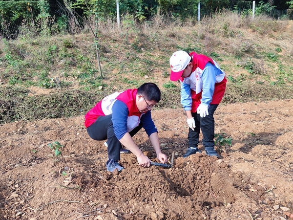 爱心蜜薯比蜜甜22