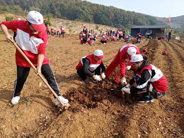 爱心蜜薯比蜜甜23