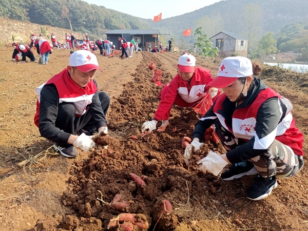 爱心蜜薯比蜜甜24