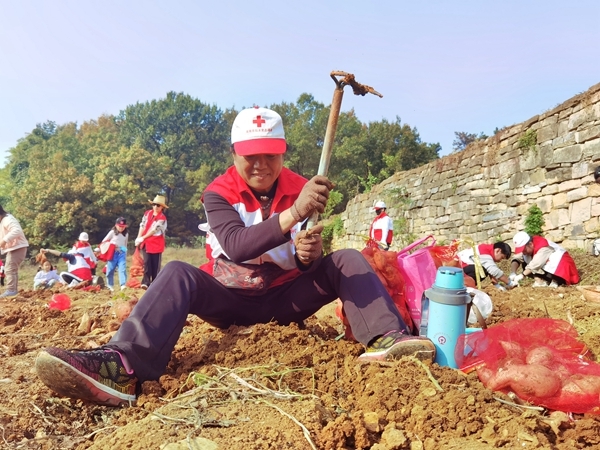 爱心蜜薯比蜜甜26