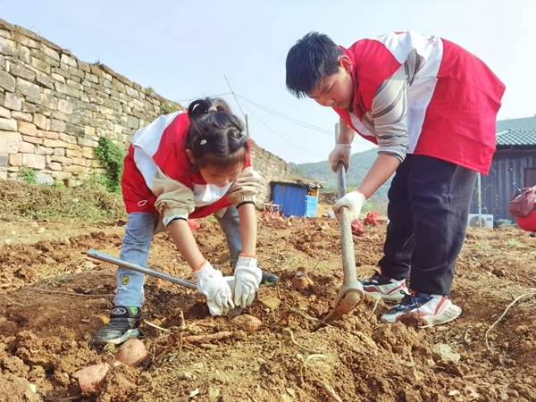 爱心蜜薯比蜜甜29