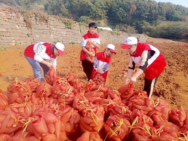 爱心蜜薯比蜜甜30