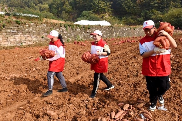 爱心蜜薯比蜜甜31