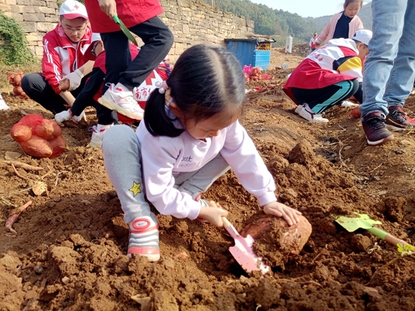 爱心蜜薯比蜜甜34