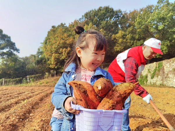 爱心蜜薯比蜜甜35