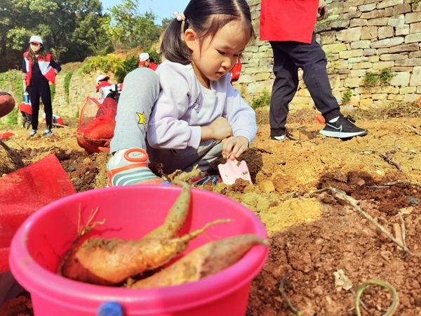 爱心蜜薯比蜜甜36