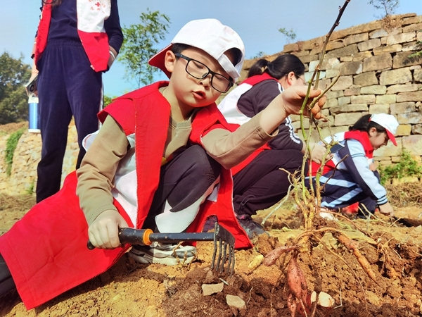 爱心蜜薯比蜜甜37