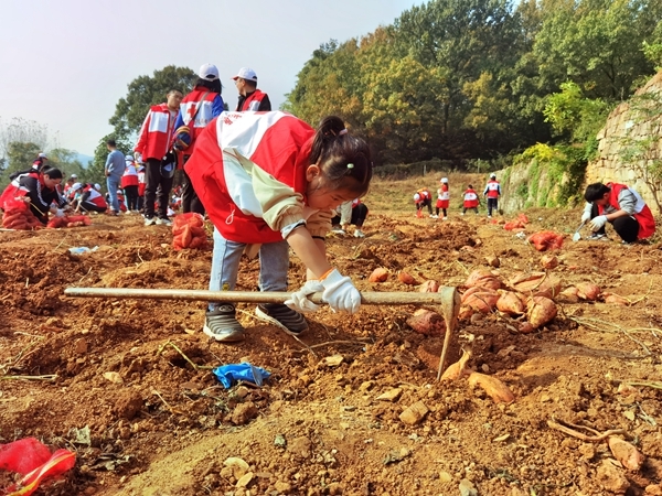 爱心蜜薯比蜜甜40