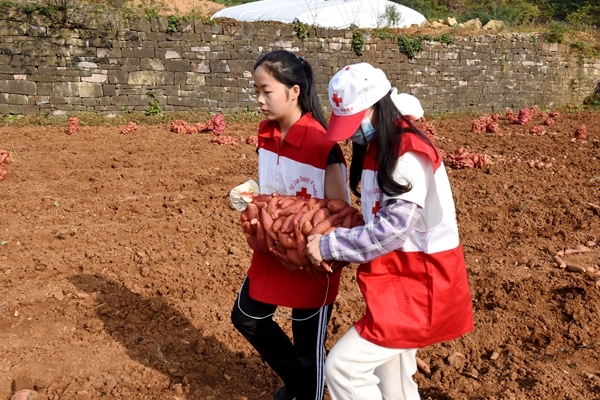 爱心蜜薯比蜜甜45